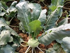 -万源龙顺度假庄园生态观光园