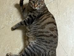 -谐和益家动物医院·免疫绝育·血液透析·宠保定点医院(高新伊藤分院)