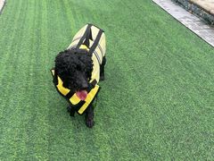 -汪说喵讲宠物乐园宠物酒店(红星美凯龙店)