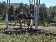 -哈尔滨北方森林动物园