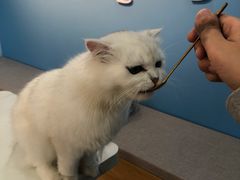 -喵宠乐园·撸猫互动·猫舍