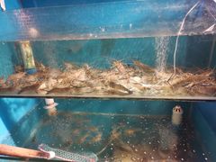 水产区-Thai Basil罗勒叶泰式餐厅(时代天街店)