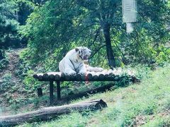 -大连森林动物园