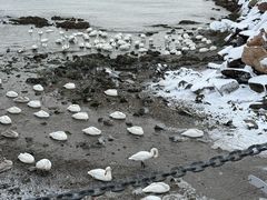 -烟墩角天鹅湖
