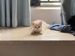 -lincat·猫舍(广州店)