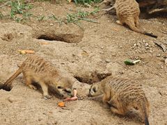 -西霞口神雕山野生动物世界