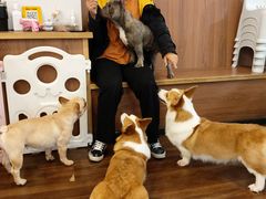 -柯斗斗主题餐厅·狗咖·围炉煮茶·茶饮(国瑞升平里店)