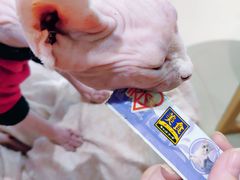 -藏猫猫咖啡主题馆(中央大道店)