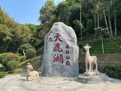 -天鹿湖森林公园