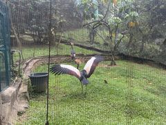-吉隆坡雀鸟公园
