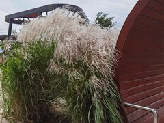 -羊亭河湿地公园