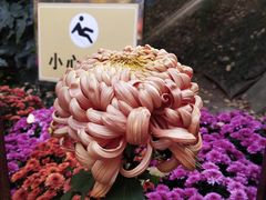 -菊花台公园