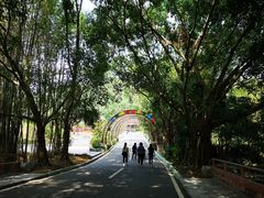 -大屏嶂森林公园