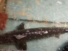 活黄鱼-鱼窝棚柴火铁锅炖(富山屯店)