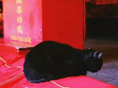 -龙华素斋(龙华路店)