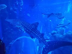 -成都浩海立方海洋公园