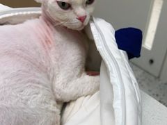 -瑞派康怡24h宠物医院·犬猫医疗中心·微创绝育(瑞景分院)