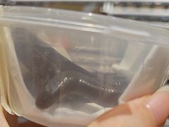 -酷以爬仙阁实体爬宠店·守宫·蜥蜴·专业繁育