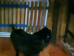 -爱侣宠医·鹦鹉专科·小型哺乳类·异宠专科(灵石路店)