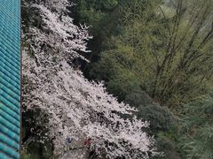-武汉大学-樱园
