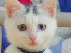 -宠颐生宠物医院·心肾内科·猫专科诊疗中心宠巢店