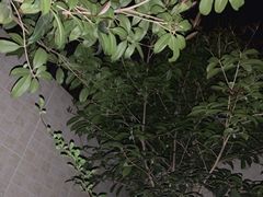 -贰麻酒馆(1912店)