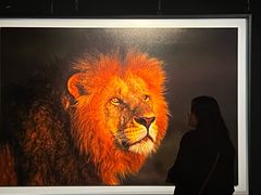 -罗红摄影艺术馆