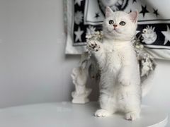 -喵zoo家庭繁育猫舍(尖东智能花园店)
