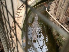 -呀路古热带植物园