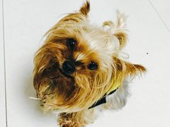 -伟伟宠物医院·CT影像中心·瑞派犬猫综合性门诊(汉口总院)
