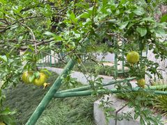 -菊花台公园