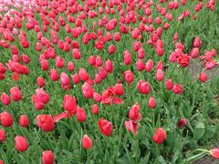 android_upload_pic-上海鲜花港