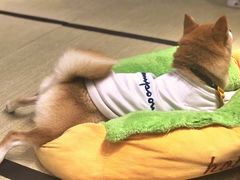 -逗柴咖啡屋·狗咖猫咖宠物桌游