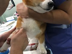 -伟伟宠物医院·CT影像中心·瑞派犬猫综合性门诊(汉口总院)