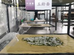 点击看大图 -太湖雪蚕桑文化园