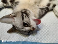 -高德24h动物医院