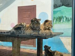 -大连森林动物园