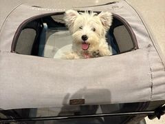 -翊宠yipet猫狗购宠庄园犬舍•猫舍