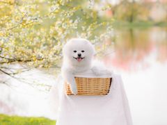 -花开海上生态园