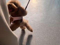 -心仪动物医院·牙专科·肿瘤·心脏科(西客站院)