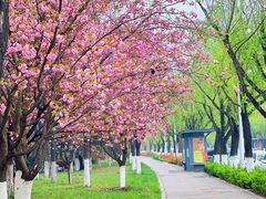 -灞河西岸滨河公园