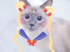 -联萌宠物医院(猫病专科)