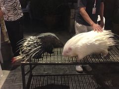 -清迈夜间动物园