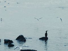-深圳湾公园(南山区)