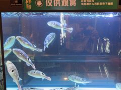-肆月河豚·淮扬菜·湘菜(华天店)