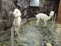 -上海大自然野生昆虫馆(东方明珠·爬宠昆虫探索中心)