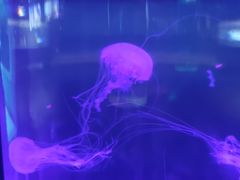 -苏州海洋馆