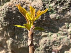 -上海佘山国家森林公园天马山园