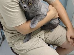 -纳吉亚猫专科动物诊疗中心(蒋宅口分院)