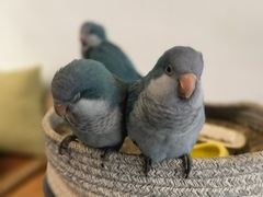 -吉丁鸟咖·异宠·寄养